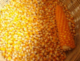 Yellow Corn _ Yellow Maize